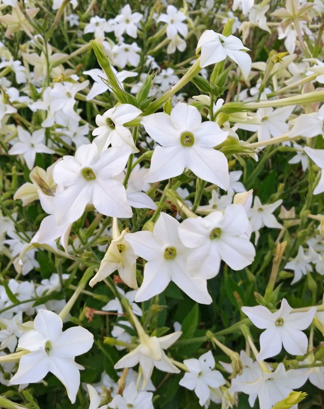 Grandiflora_Nicotiana.jpeg