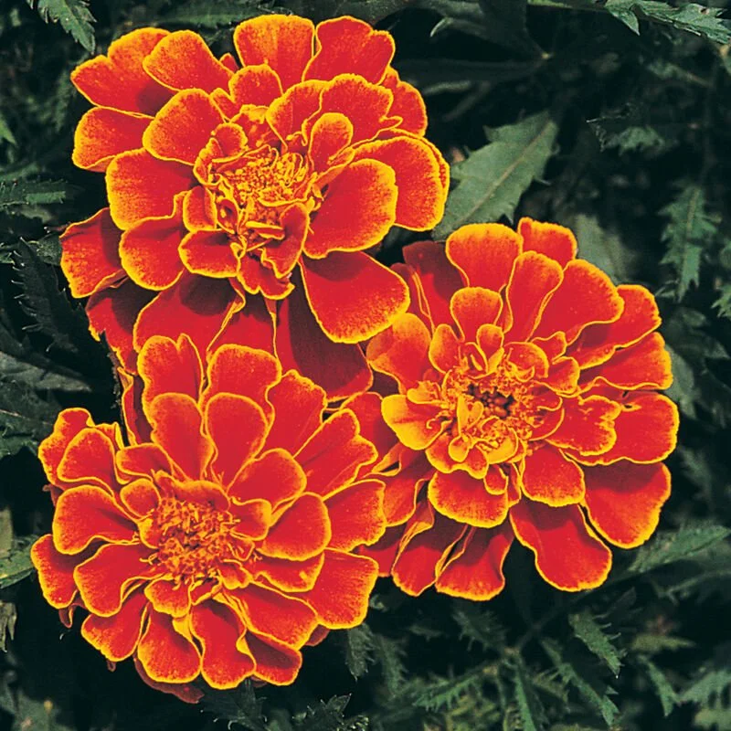 Marigoldqueen_sophia.jpeg