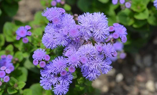 Ageratum, dondo blue.jpg