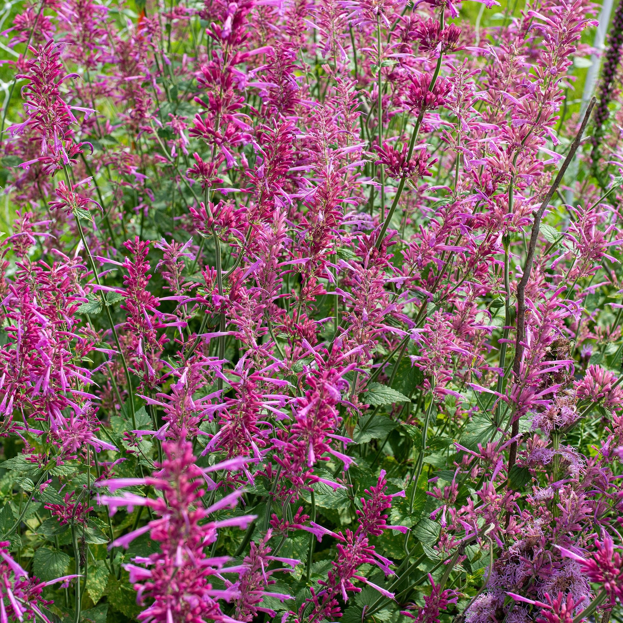 Agastache Cana.jpg