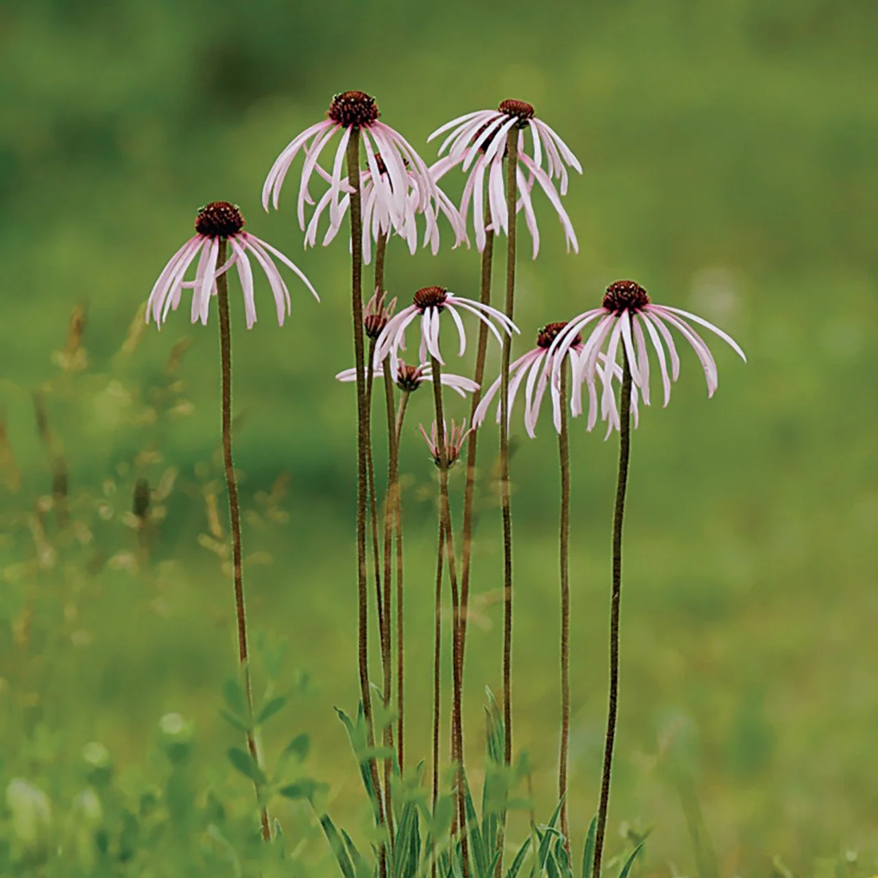 Echinacea pallida.jpg
