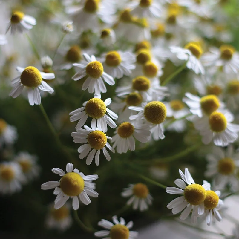Chamomile, common.jpg