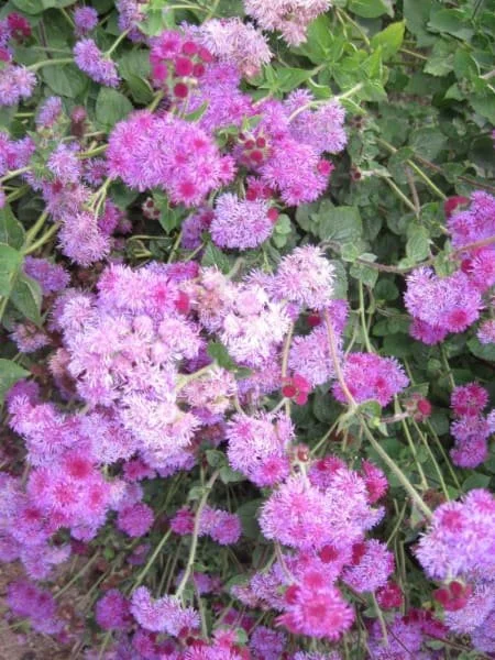Ageratum Red Flint .jpg