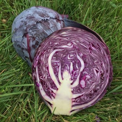 OV - Cabbage, Kilmaro - 3-inch pot