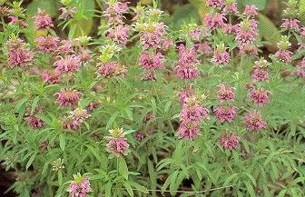 Monarda citriodora.jpg