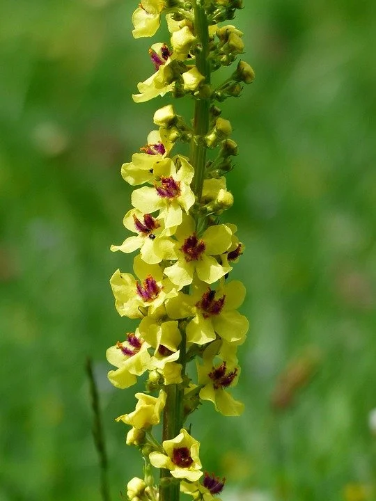verbascum yellow.jpg