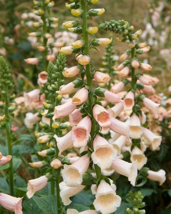 Digitalis Apricot Beauty.jpg