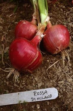 RossaDiMilanoOnion.jpg