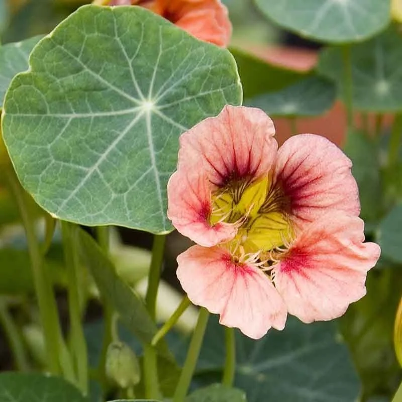 nasturtium-ladybird-rose.jpg