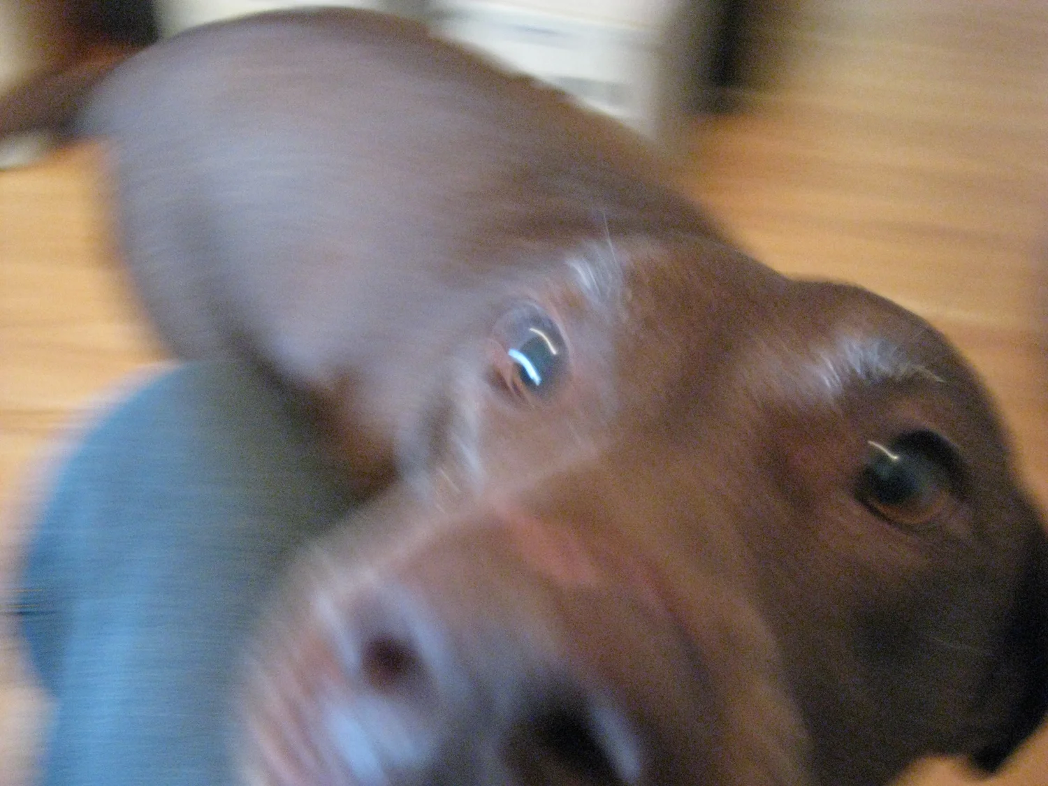 Cocoa, the dog