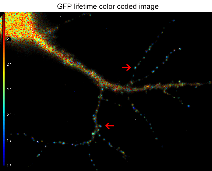 Figure 2. the donor and acceptor protiens interact specifically in synapses.