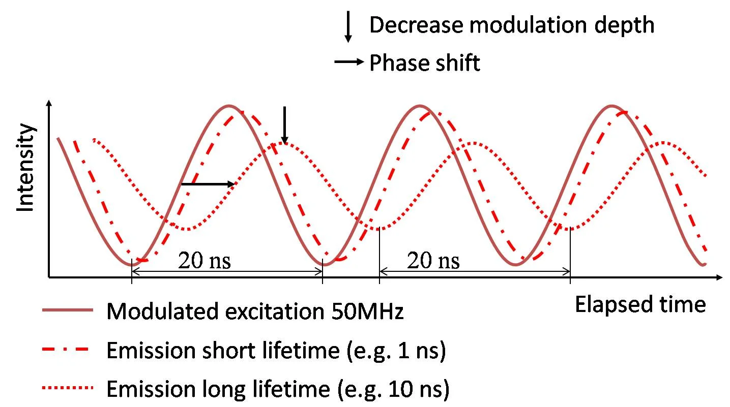 Figure 1. Modulated excitation will result in modulated emission with an identical repetition frequency. The phase shift and decrease in modulation depth are caused by the decay of the fluorescent molecule and can be used for deducing the lifetime information.