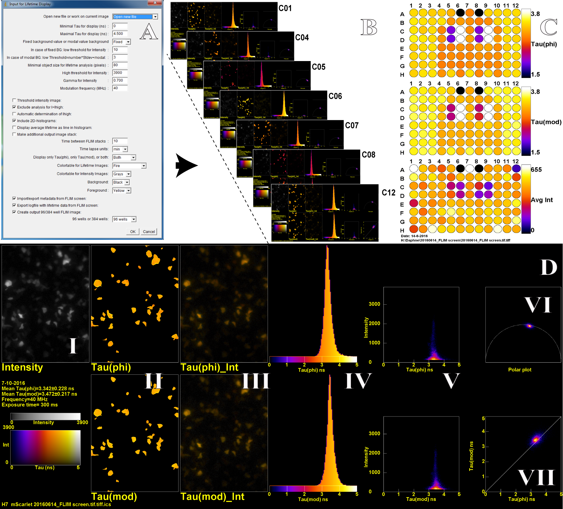 Figure 2 . An ImageJ macro (A) allows to set several processing and display parameters and generates a TIF stack with display figures for all wells present in the hyperstack (B) and a 96-well layout with the mean lifetime data (C). A detailed FLIM analysis from one well (D), the TIF stack (B) containing an extensive FLIM analysis of each well. The multi-panel D contains: grayscale (I), lifetime false color images (II), lifetime false color image with intensity overlay (III), a lifetime histogram (IV), a scatterplot of the lifetime versus the intensity (V), the polar plot (VI) and a scatterplot of phase (phi) versus modulation (mod) lifetime (VII).