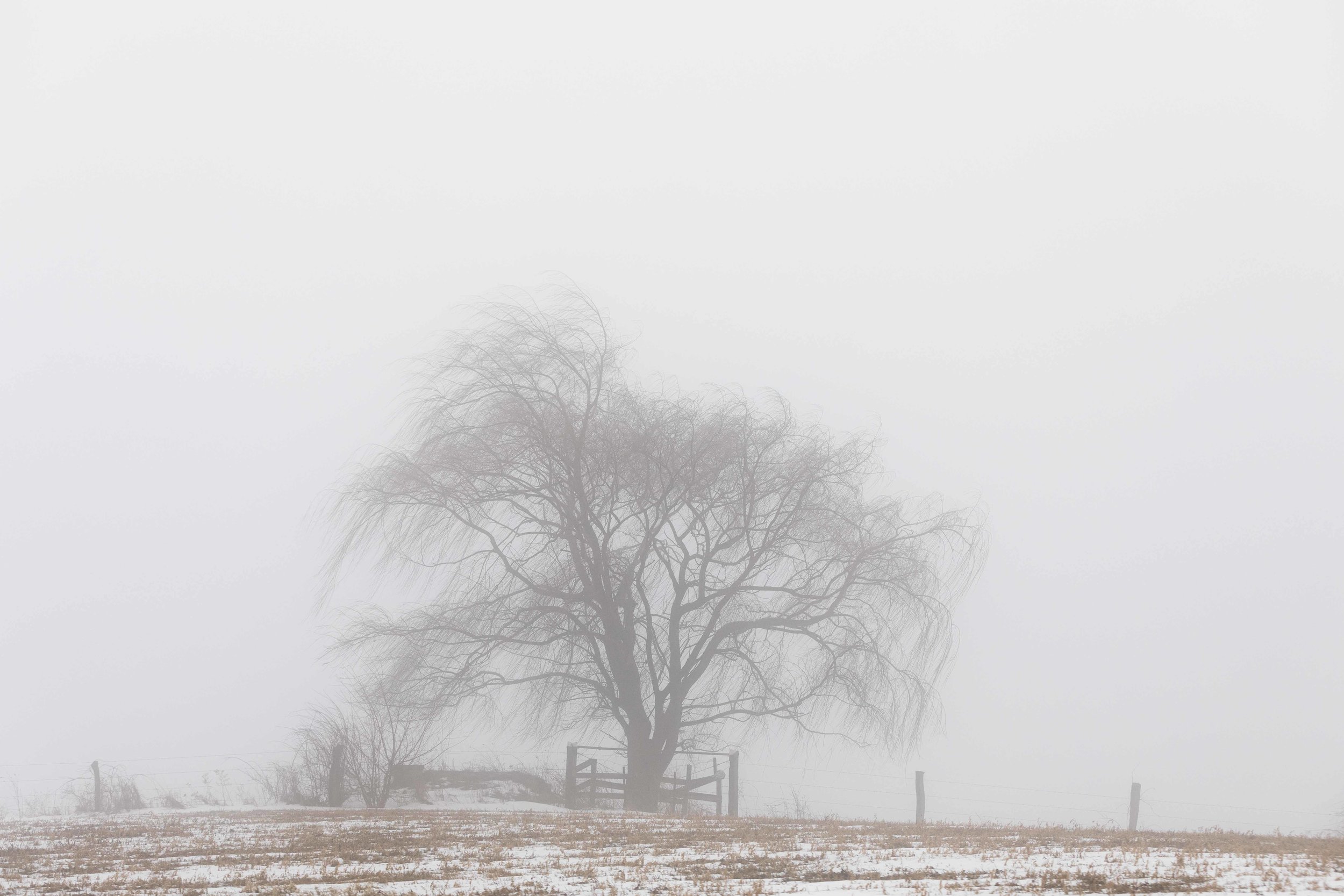 WinterFogTree-1.jpg