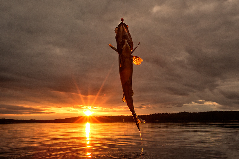 I22C0117 walleye.jpg