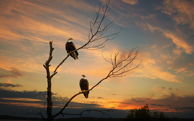 I22C0303 eagles.jpg