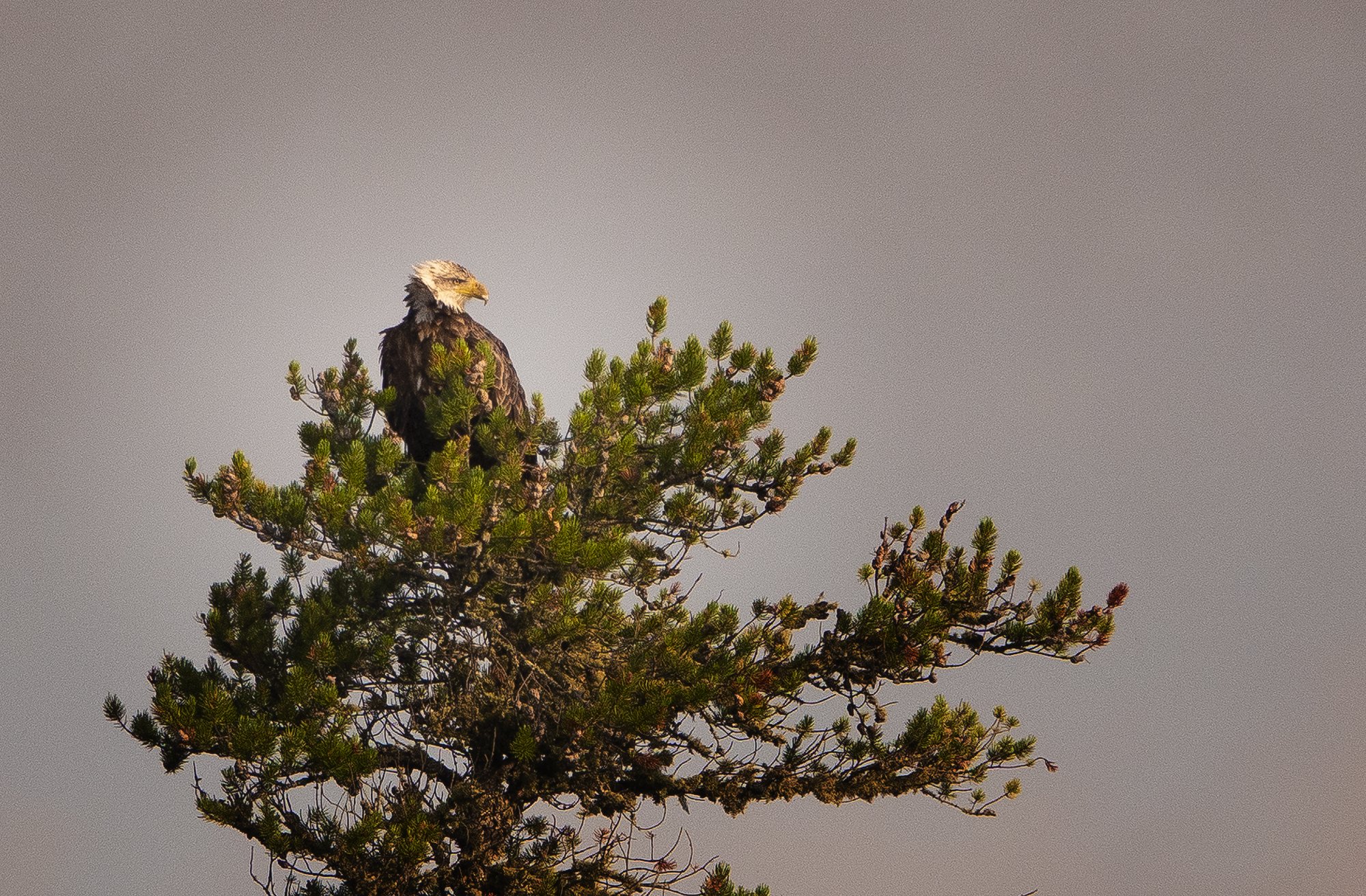 DSC04670 eagle.jpg