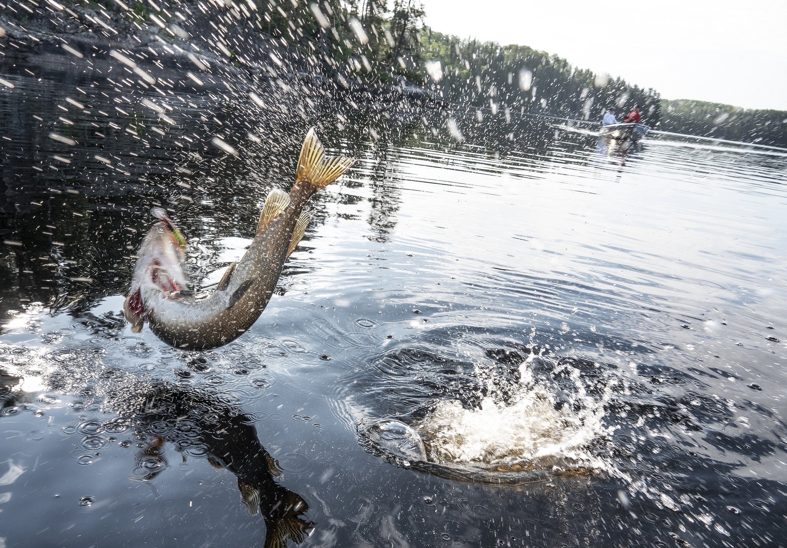 Fish jumping DSC06503.jpg