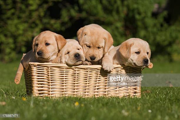 Photo by chris-mueller/iStock / Getty Images