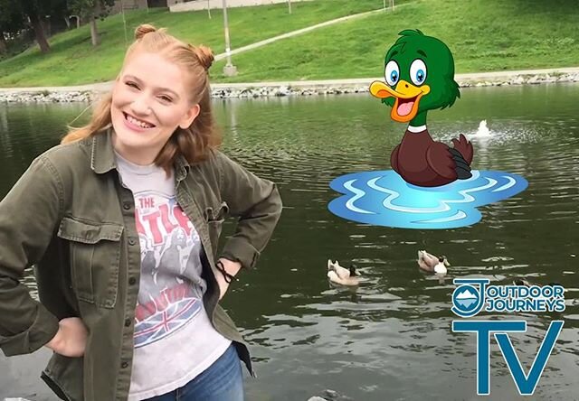 Do you know the difference between a male and female duck? Ever heard the term &quot;dabbling duck&quot;? Or watch some geese tussle?? .
OJ Staff member Bean stars in Episode 2 of Outdoor Journeys TV to bring you &quot;Our Friends, The Ducks&quot; in