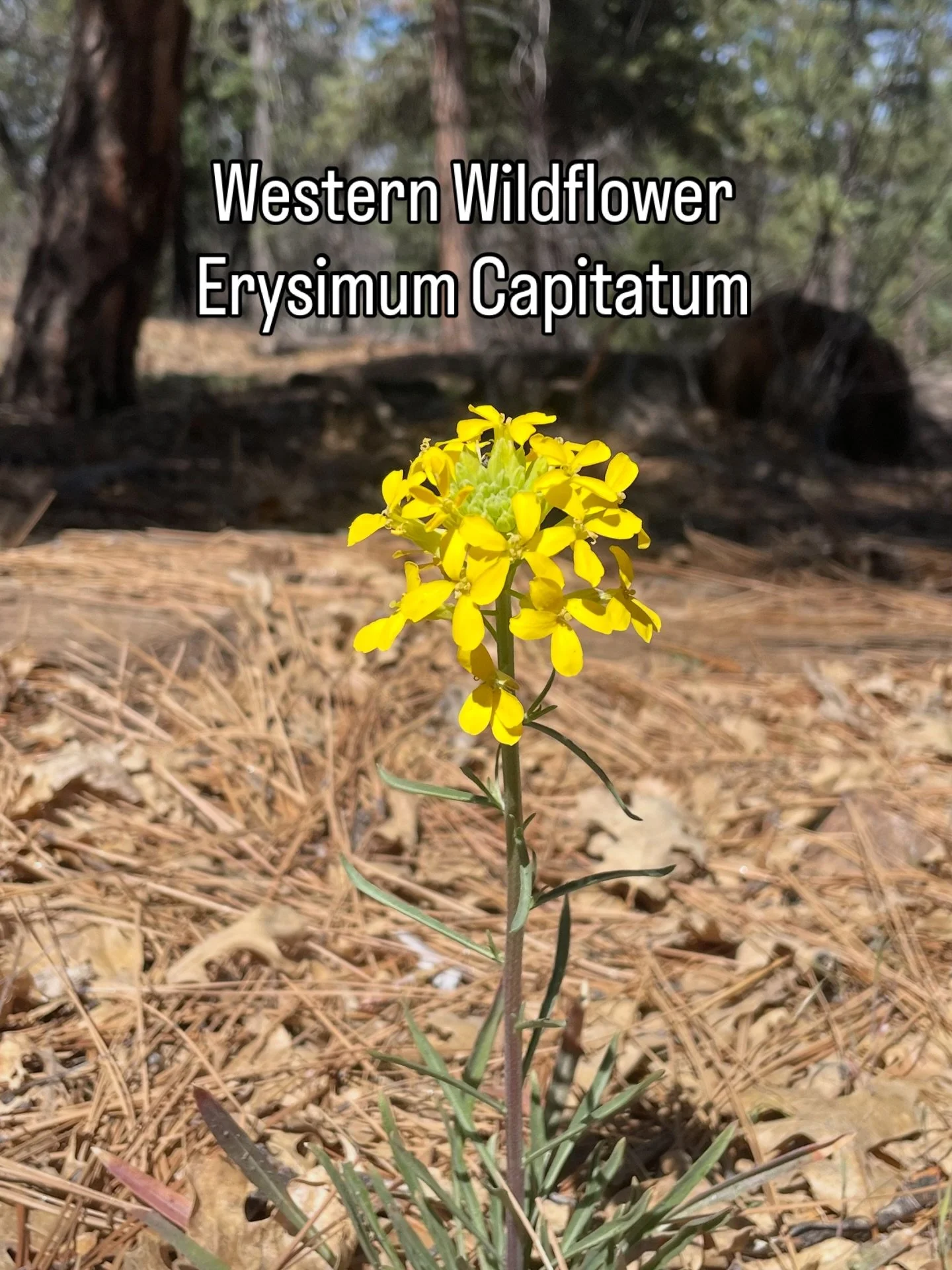 The first signs of spring have sprung on the mountain! 
- - -
First picture:
The common Western Wildflower (Erysimum Capitatum) is one of the first flowers we see in the spring. They thrive in dry rocky soil, meadows and open Forests like camp. These