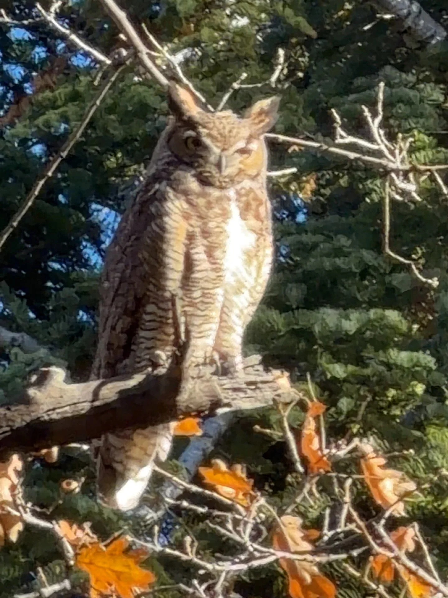 You never know &ldquo;Whooo&rdquo; is going to show up around here! Will you be out next? 🦉 Call or message us to learn more about  our naturalist hikes and programs. 🤓