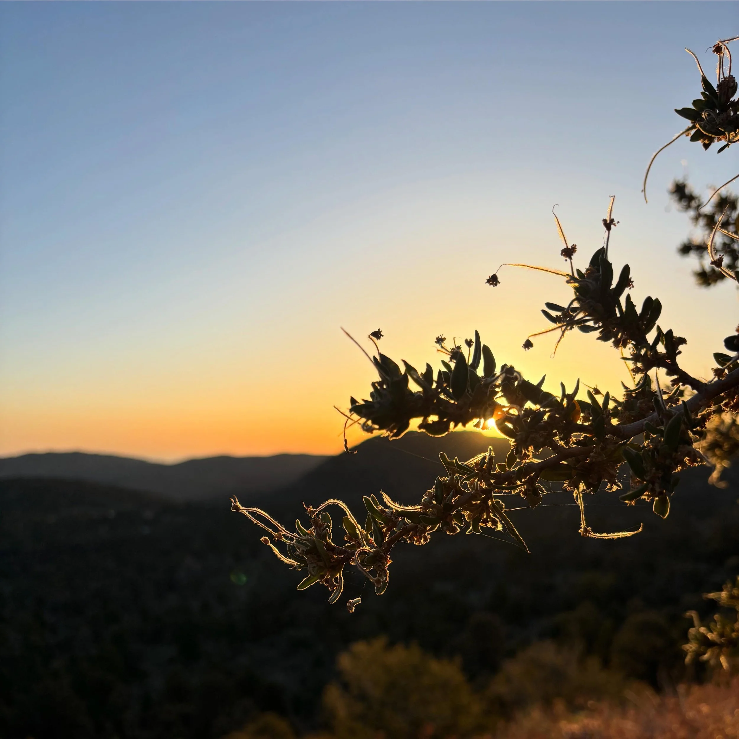 Sunrises in the San Bernardino National Forest always hit the spot 👯&zwj;♀️ we still have a few sets of dates available this summer available to book your gathering!