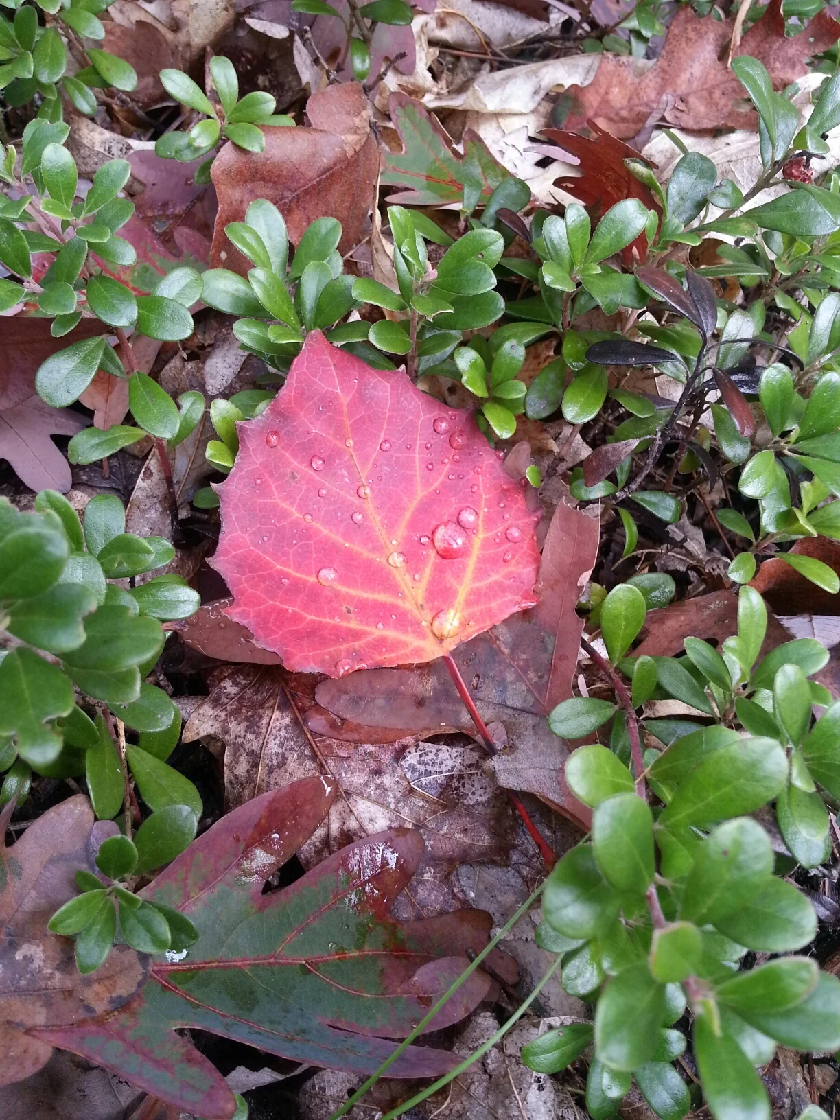 simple leaf.jpeg