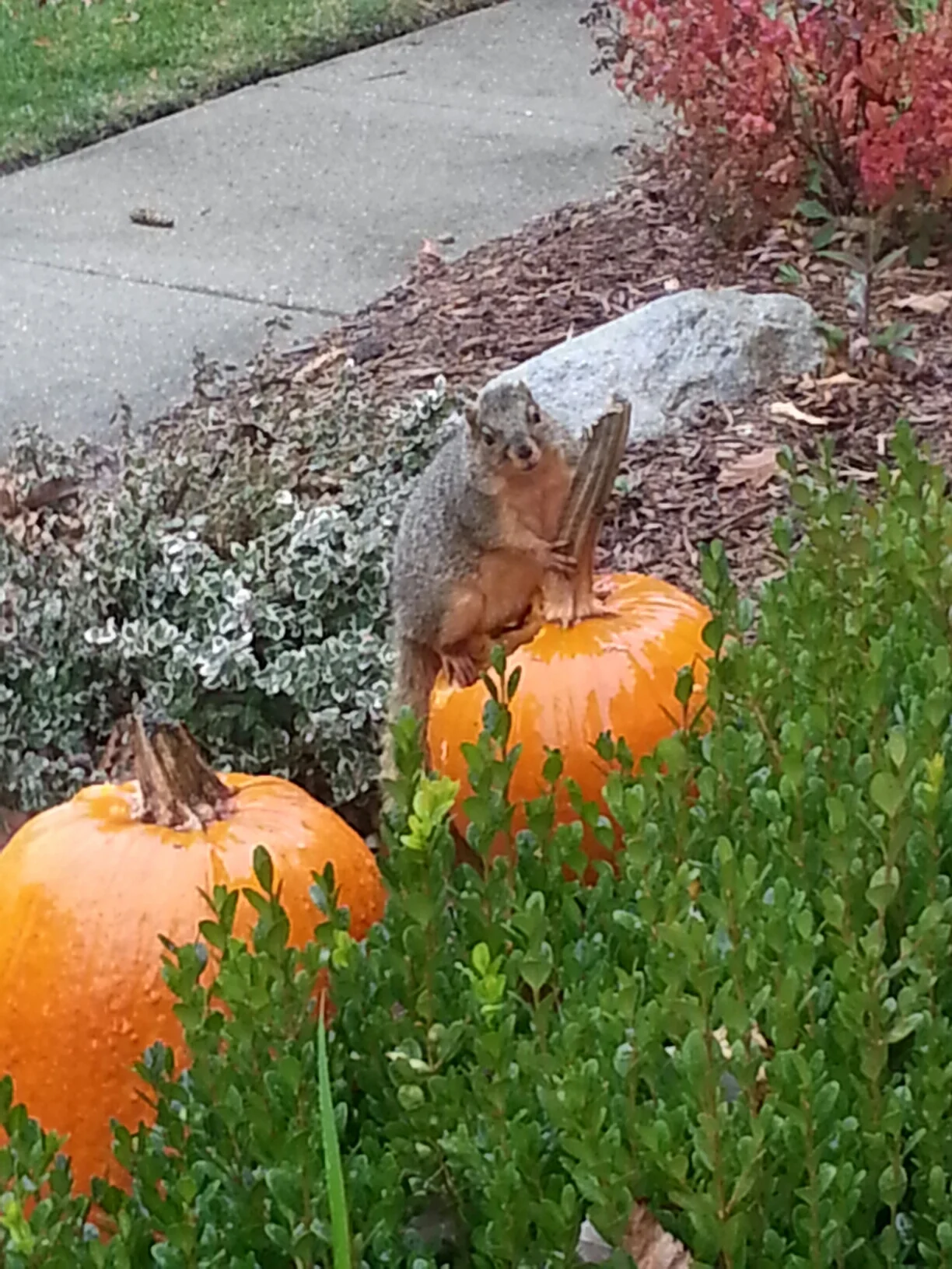 squirrel.jpeg