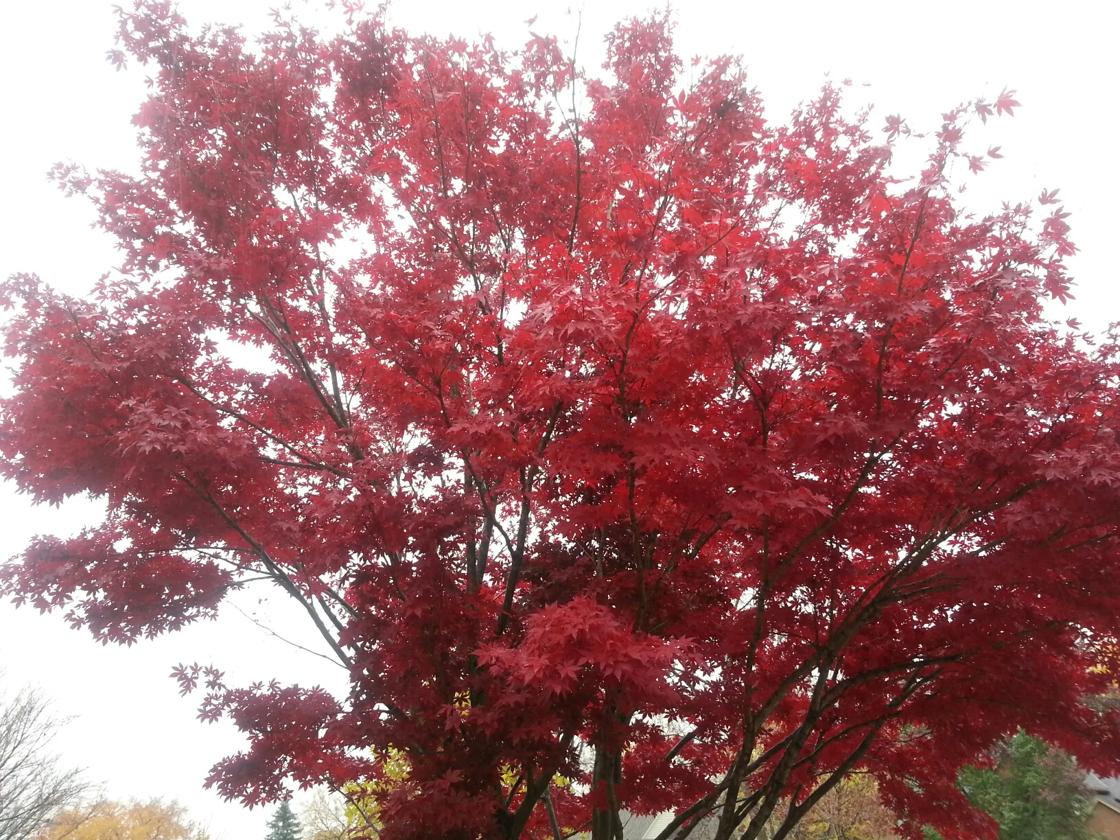 chinese maple.jpeg
