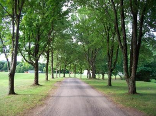  1. Walk the tree-lined path to the dining room&nbsp; 