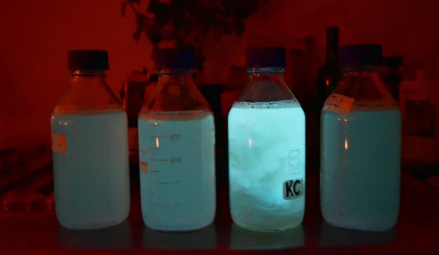 Luminescent bacteria shown at differing levels of efficiency and hence luminance.