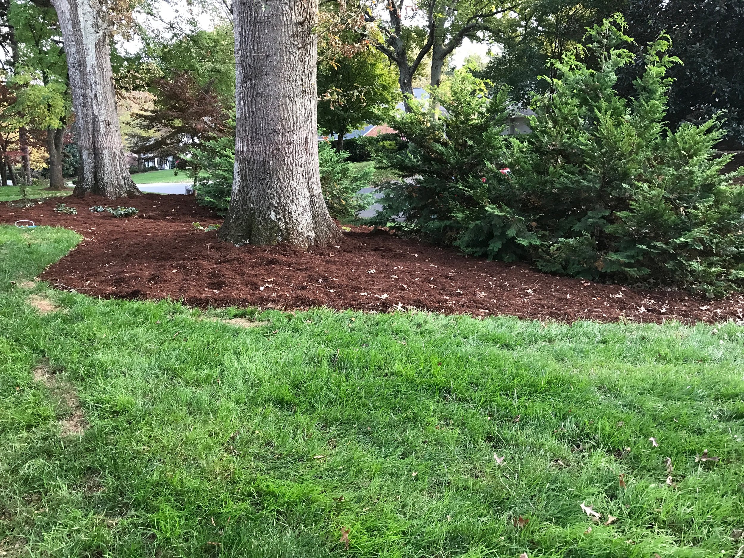 This is a recent mulch installation. This mulch is 100% natural—no additives, no dyes.