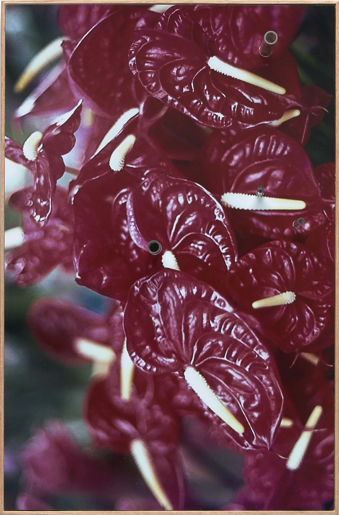   Drible , Chromogenic Print, Glass 