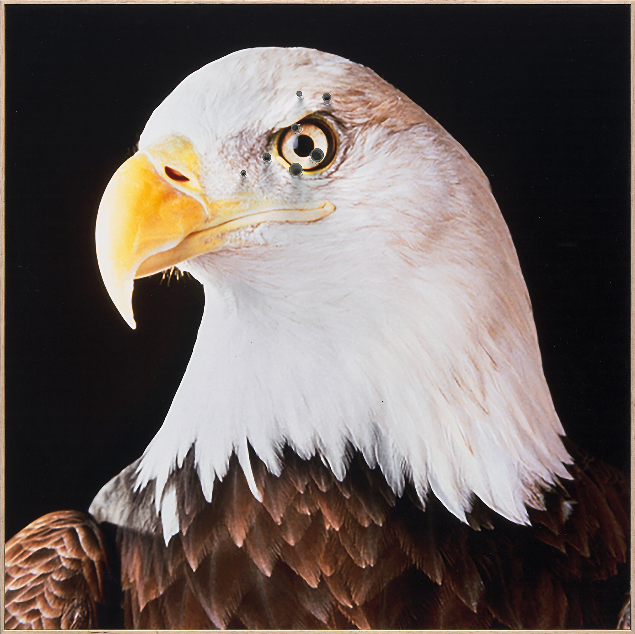   Eagle , Chromogenic Print, Glass 