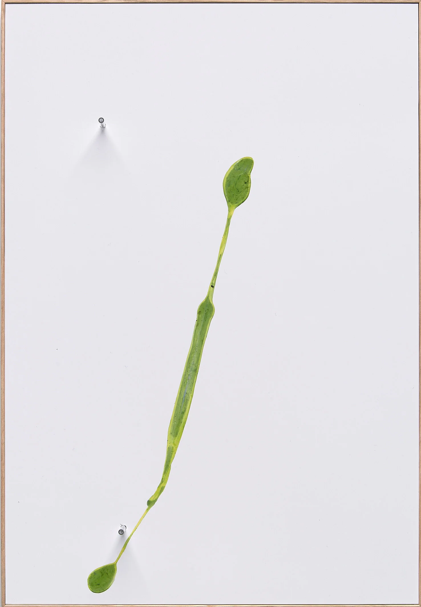   Gummed , Chromogenic Print, Glass 