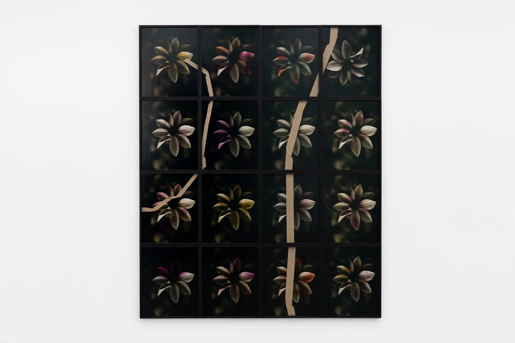  Flowers 1-16 , chromogenic print, packing tape  Image Courtesy Nicholas Mahady  