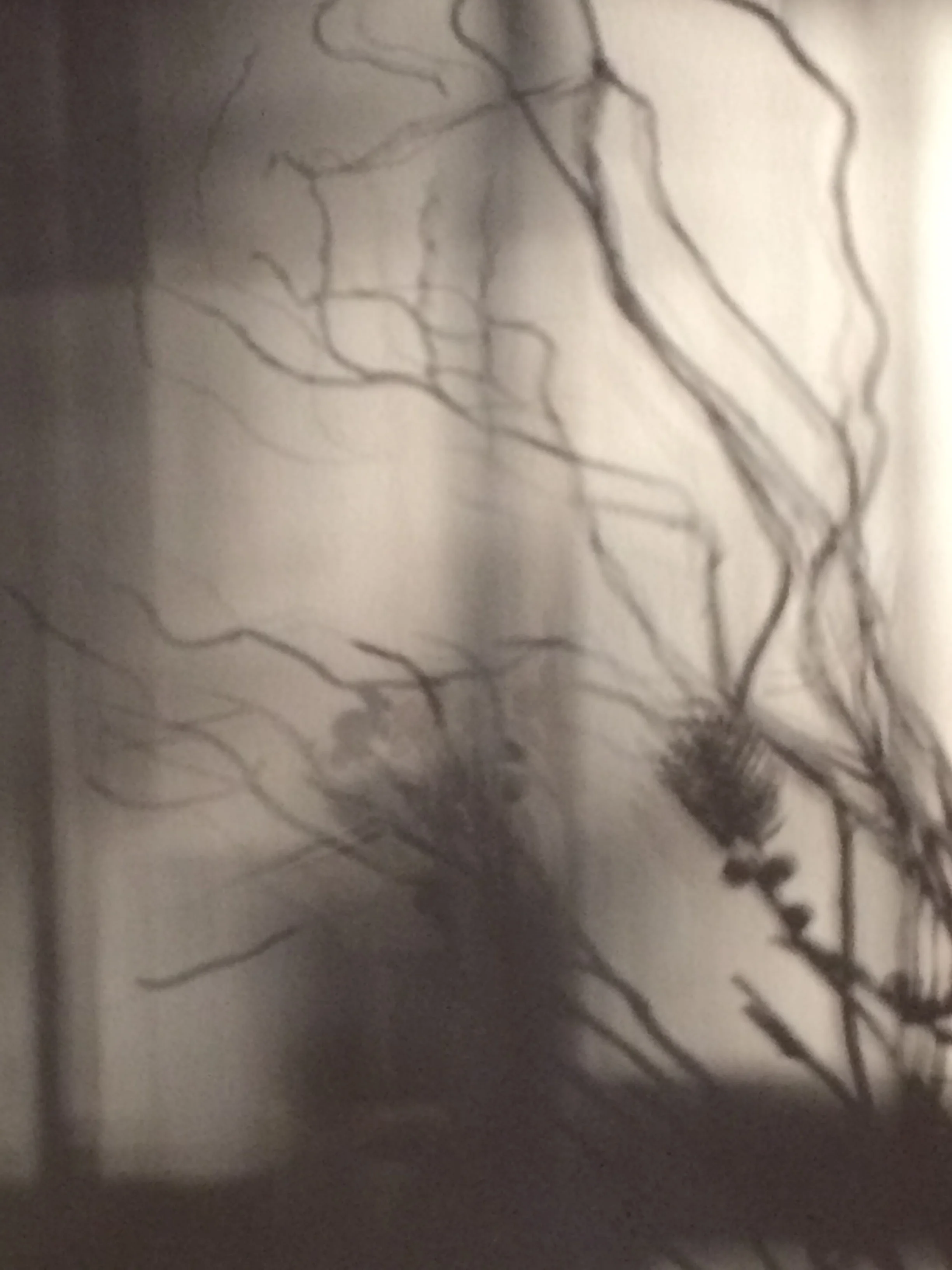 Morning Shadow on my wall