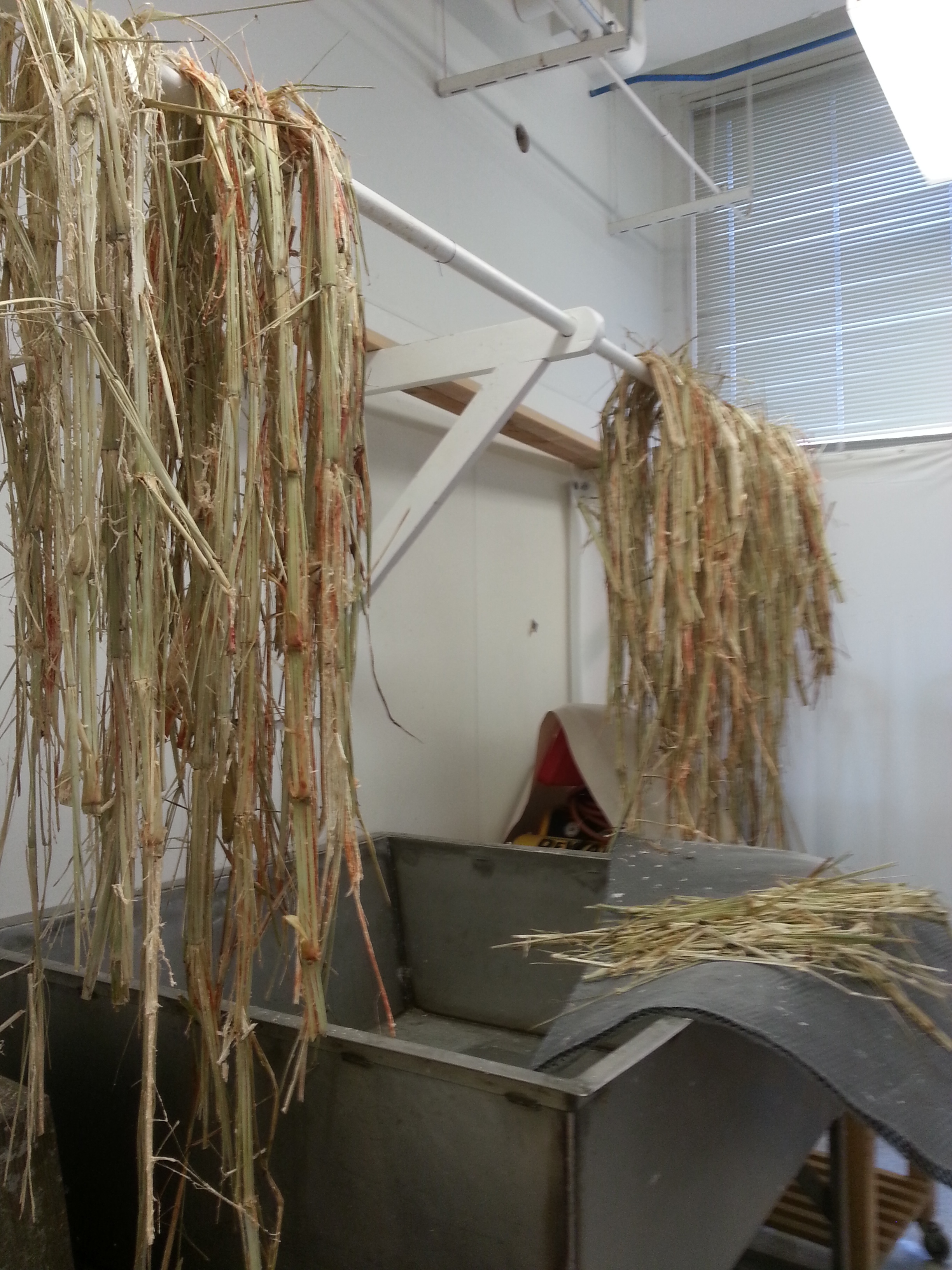  In the fall the crop was harvested by students, and prepped for pressing by stripping it of all its leaves. &nbsp;Once prepped it was loaded and transported to an annual sorghum festival in Fall River, Wisconsin.  ... 