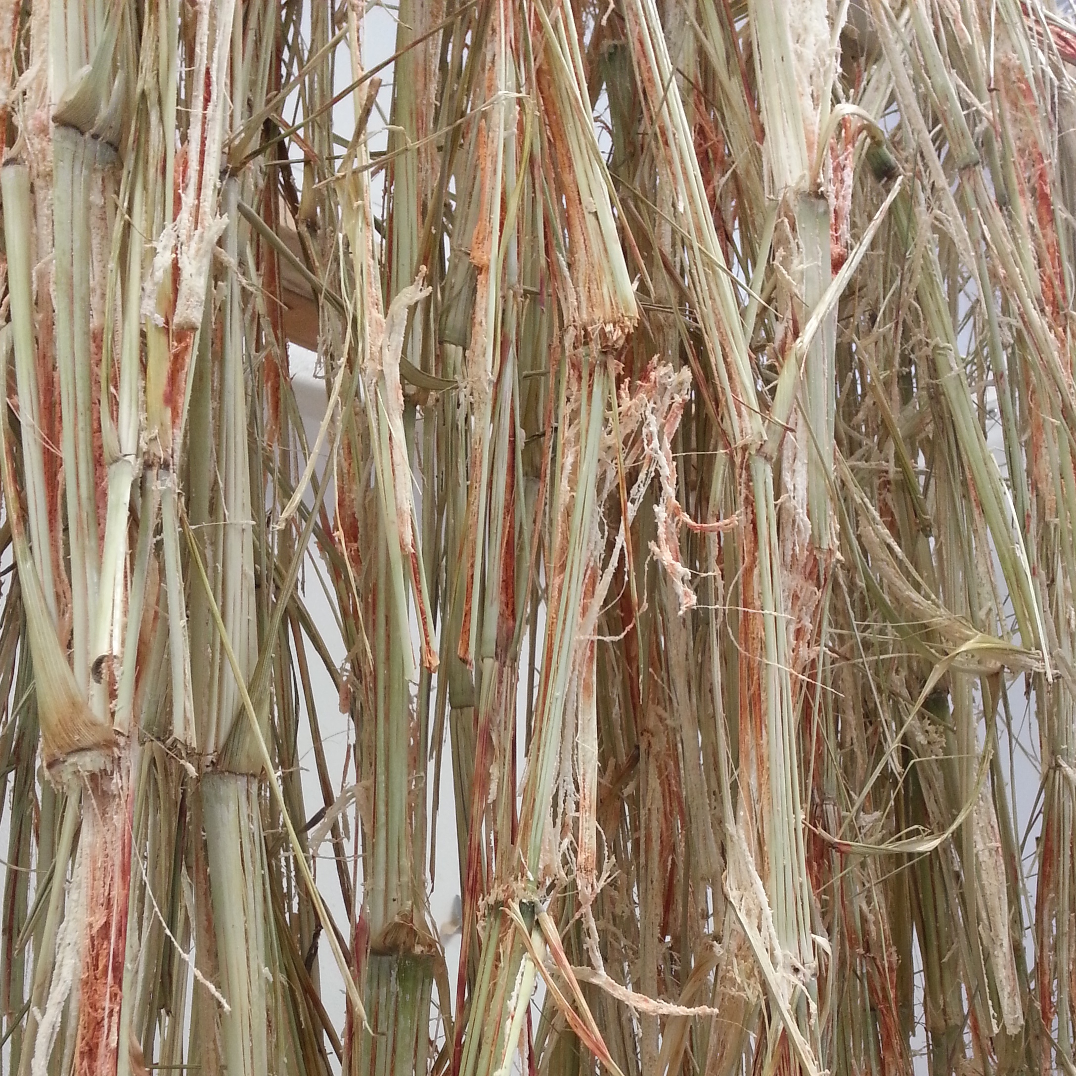 The sorghum was grown with guidance provided via regular email correspondence with regional growers, in addition to the support of online sorghum producer groups. ...