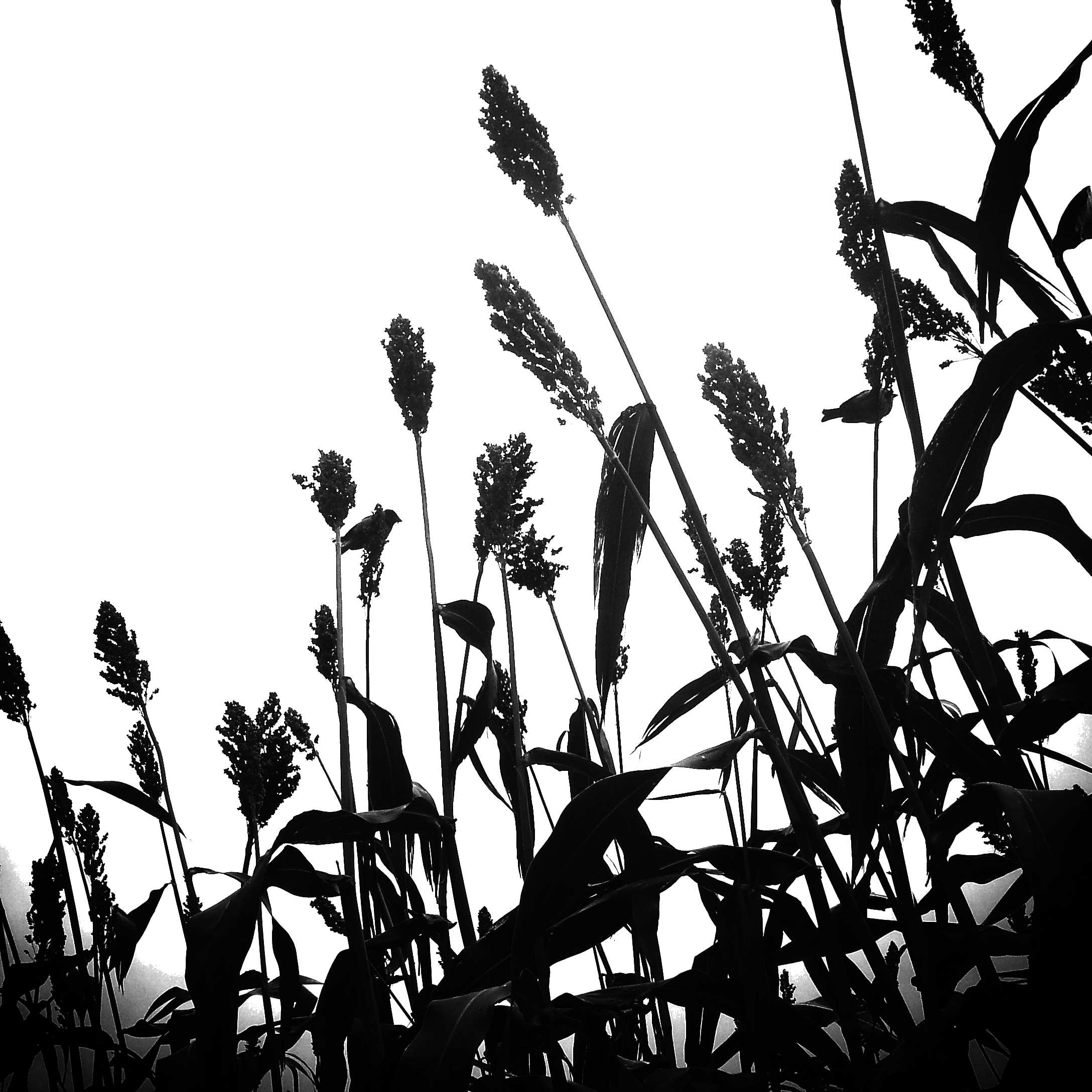 Sorghum Paper