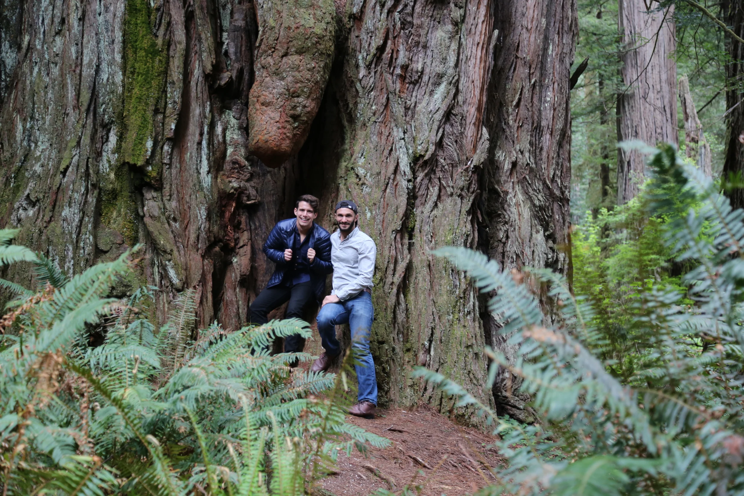 Northern California (wine & big big trees)