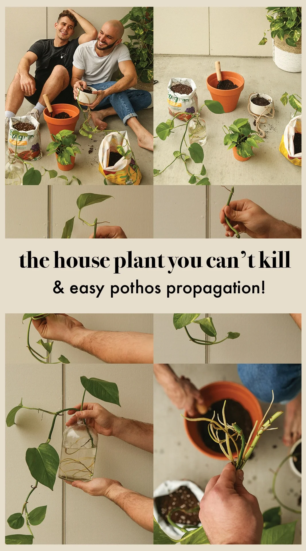 easiesthouseplant.jpg
