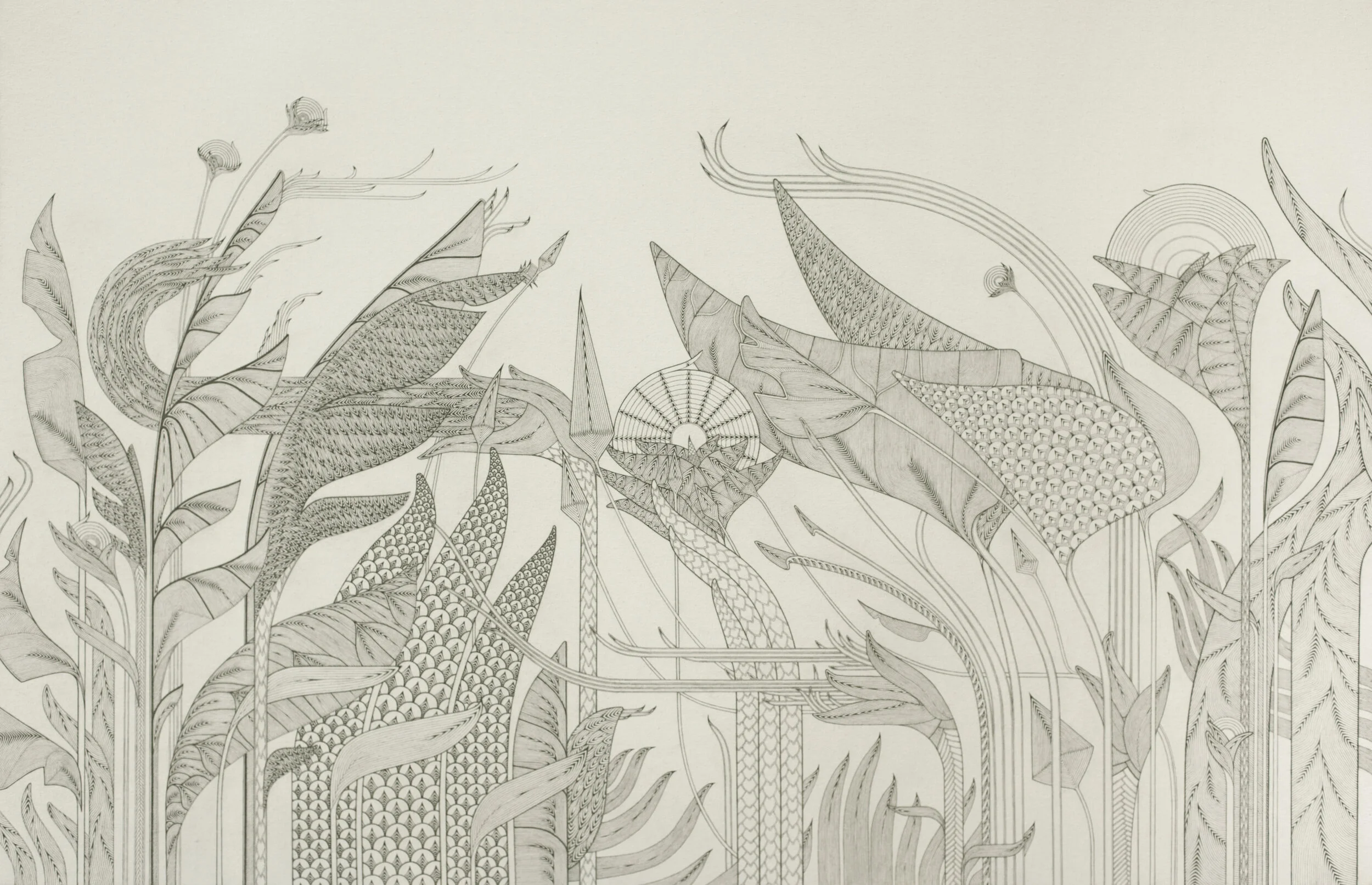   Auxin   Graphite on Canvas 48" x 72" 2017  