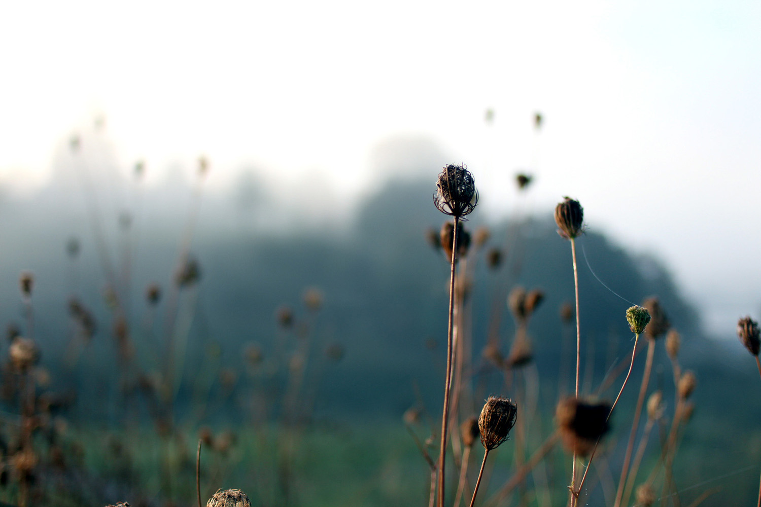 Autumn webs_1.2.jpg