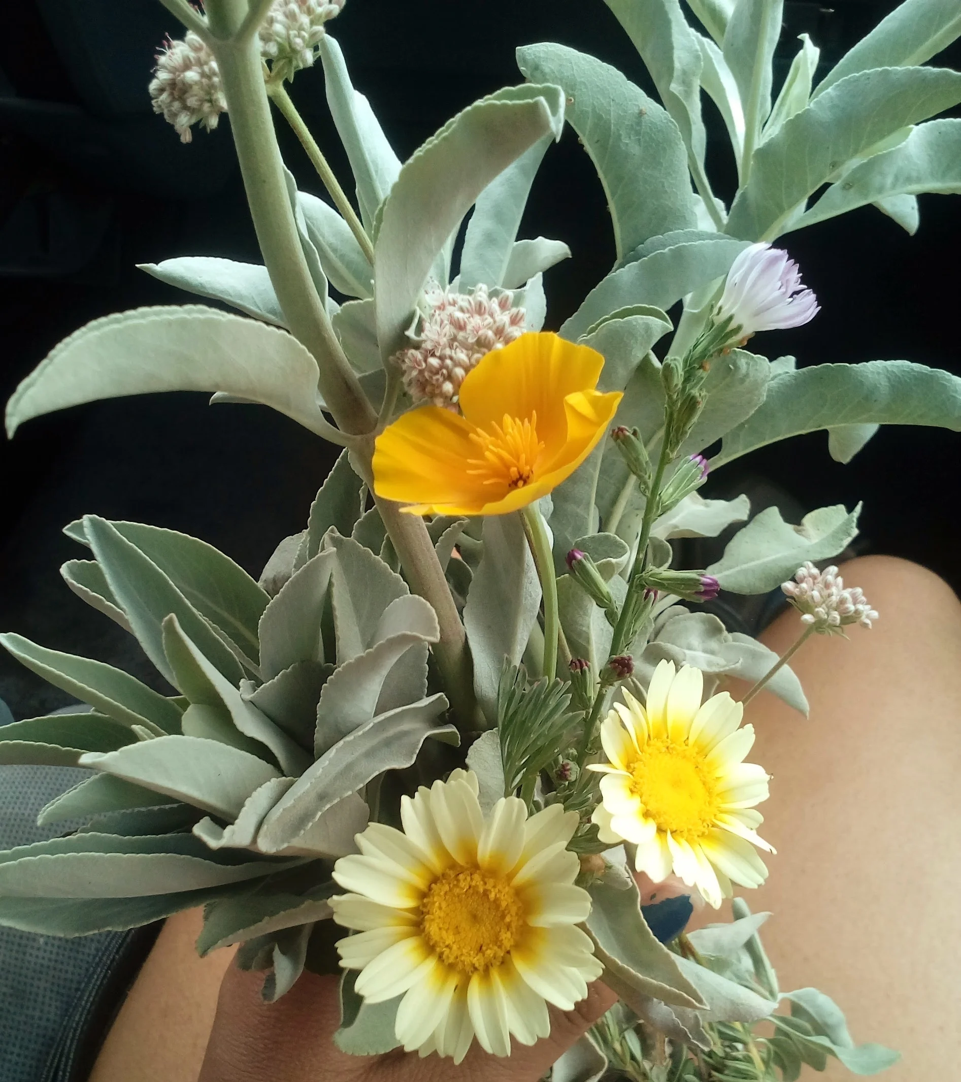 BIPOC Only: Healing & Empowerment Through Dreams and Plants