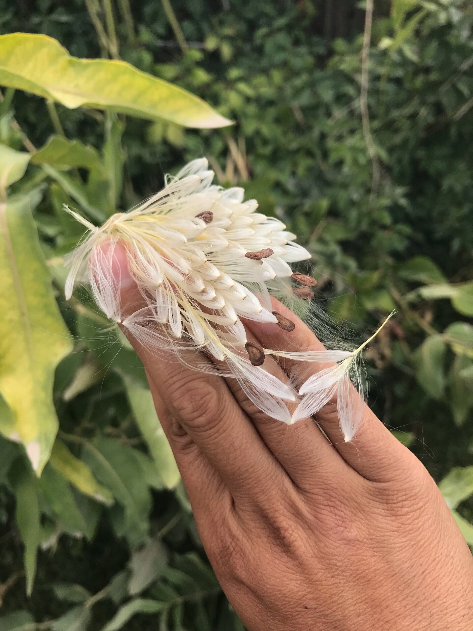 Showy Milkweed seeds