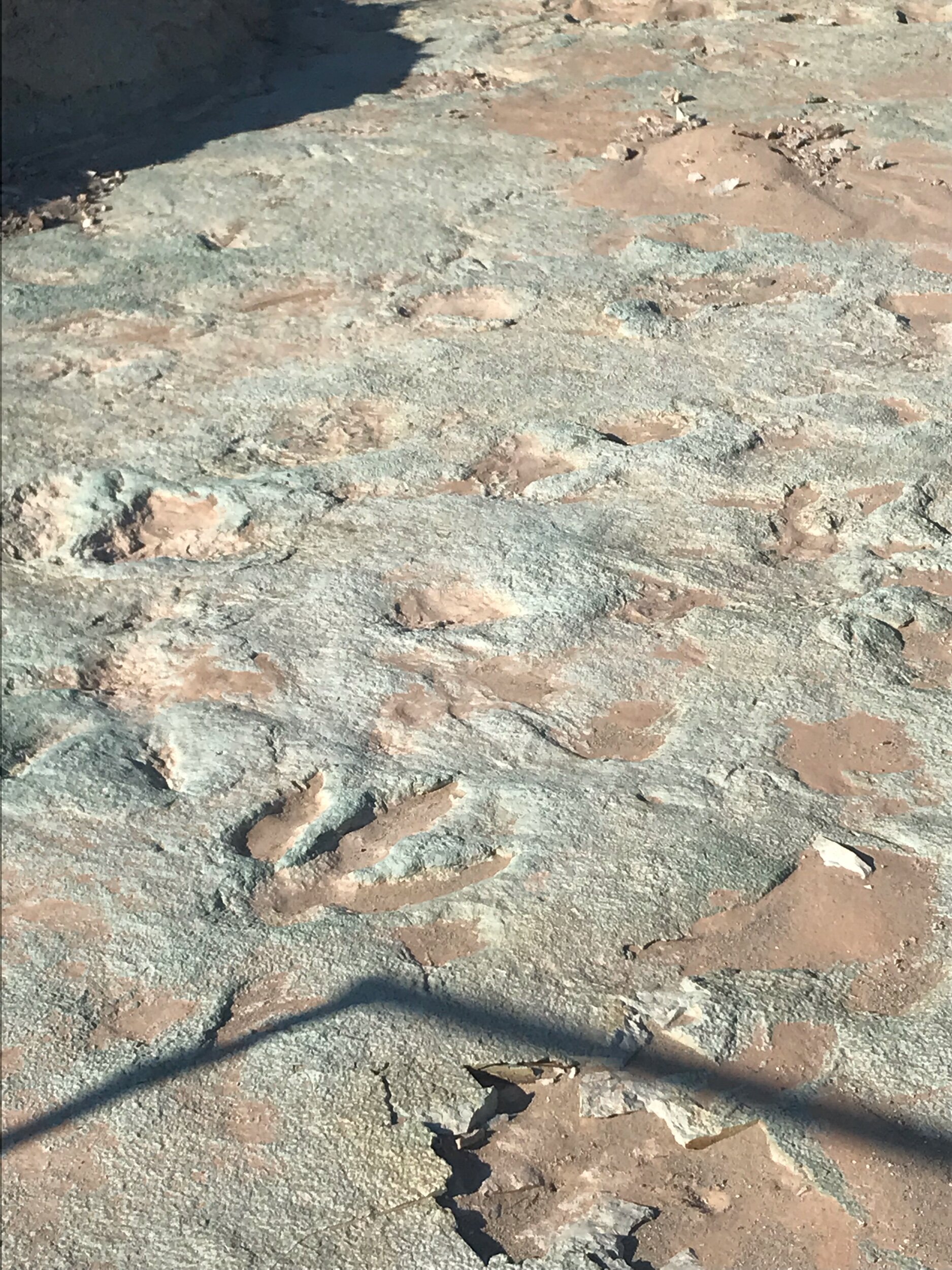 Dinosaur tracks near Moab, UT