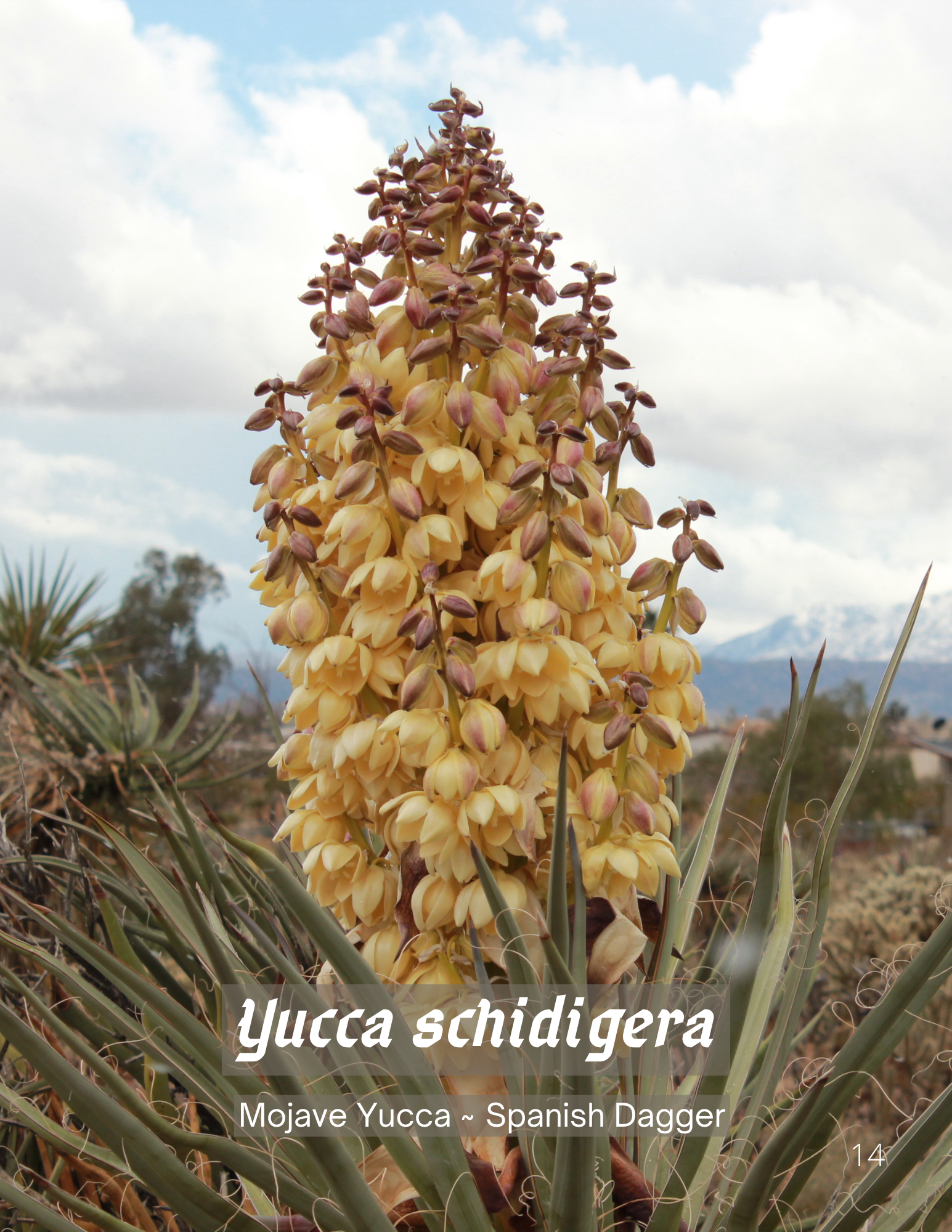 Mojave Native Desert Plants - 2022 (1).png