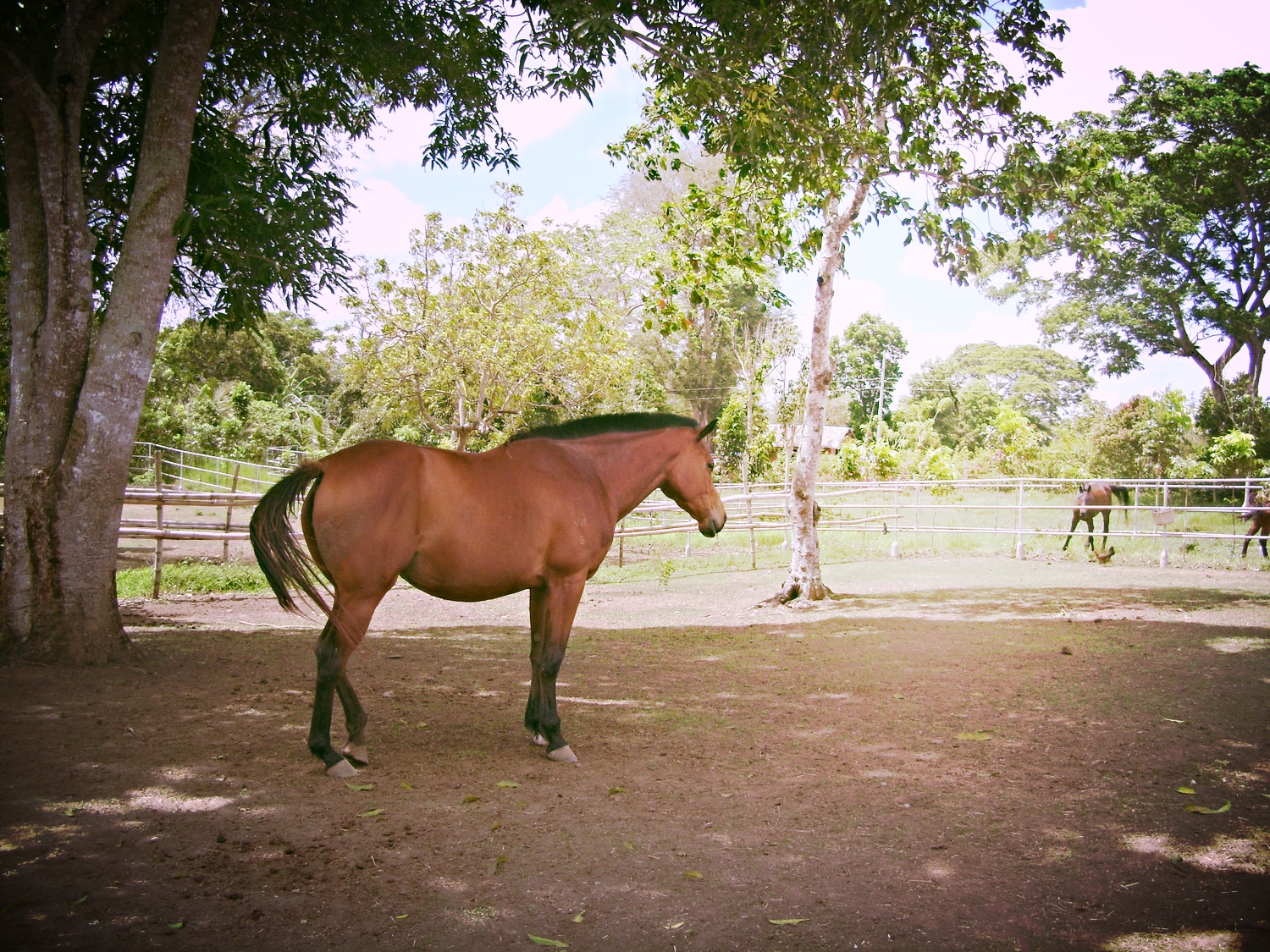 The Captain's Horses
